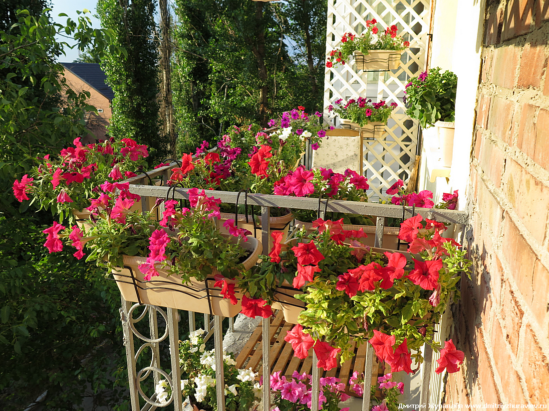 Мой балкон с цветами (2015)