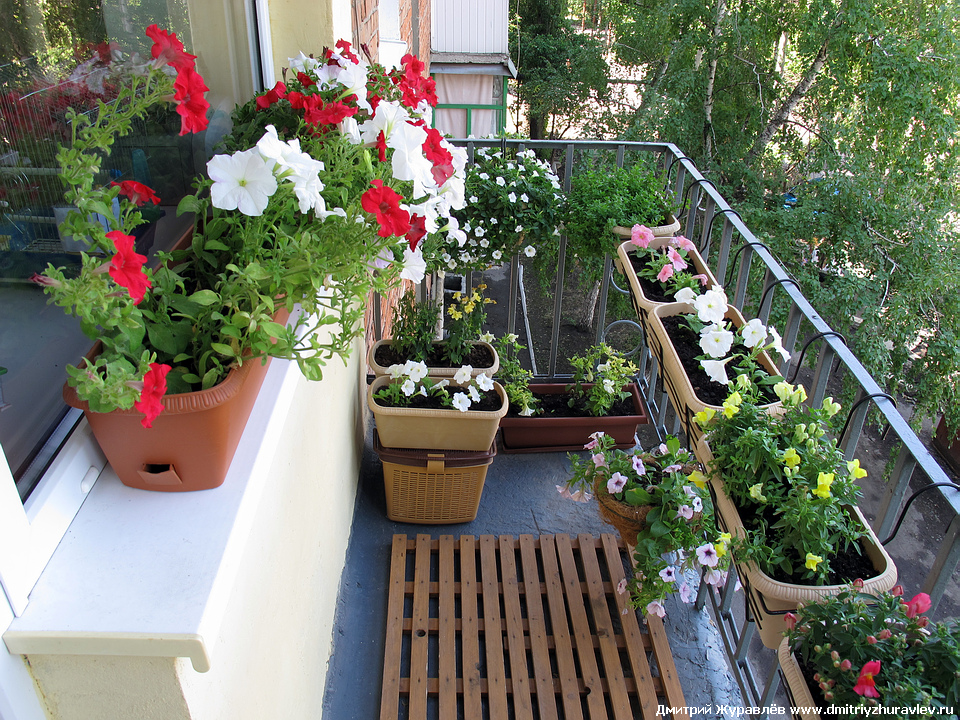 Мой балкон с цветами