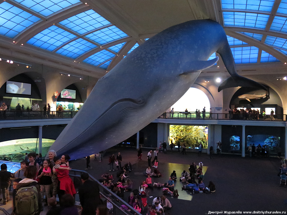 Нью-Йорк: синий кит